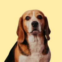 nana_beagel_mons_frameries
